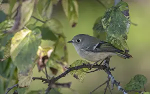 Autumn Bird Migration Impressions: Ruby-crowned Kinglet, Regulus calendula