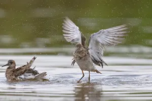 Ruff Bird Impressions: Ruff bathing