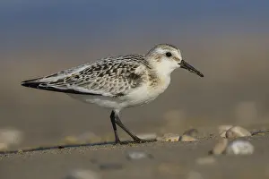 Nature Animal Pictures Impressions: Sanderling