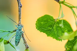 Images datées du 13 juin 2021: Saperda octopunctata