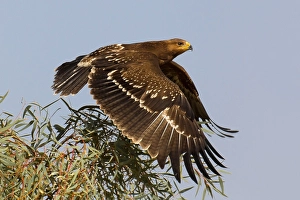 Lesser Spotted Eagle Impressions: Schreeuwarend, Lesser Spotted Eagle, Aquila pomarina