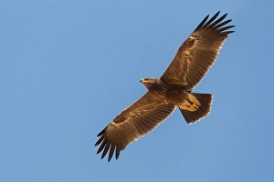 Criard, Aigle royal pygarg, Aquila pomarina