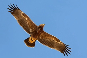 Lesser Spotted Eagle Impressions: Schreeuwarend, Lesser Spotted Eagle, Aquila pomarina