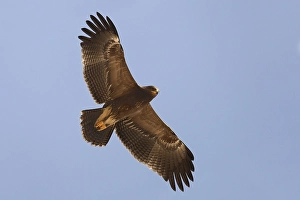 Lesser Spotted Eagle Impressions: Schreeuwarend, Lesser Spotted Eagle, Aquila pomarina