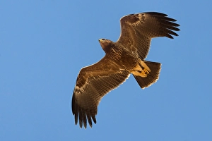 Lesser Spotted Eagle Impressions: Schreeuwarend, Lesser Spotted Eagle, Aquila pomarina