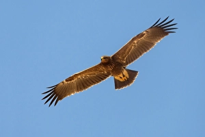 Lesser Spotted Eagle Impressions: Schreeuwarend, Lesser Spotted Eagle, Aquila pomarina