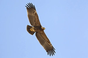 Lesser Spotted Eagle Impressions: Schreeuwarend, Lesser Spotted Eagle, Aquila pomarina