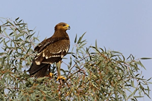 Lesser Spotted Eagle Impressions: Schreeuwarend, Lesser Spotted Eagle, Aquila pomarina