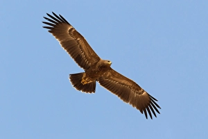 Lesser Spotted Eagle Impressions: Schreeuwarend, Lesser Spotted Eagle, Aquila pomarina