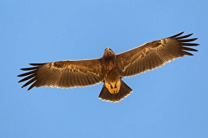 Lesser Spotted Eagle Impressions: Schreeuwarend, Lesser Spotted Eagle, Aquila pomarina