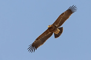 Lesser Spotted Eagle Impressions: Schreeuwarend, Lesser Spotted Eagle, Aquila pomarina