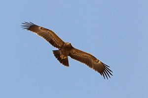 Lesser Spotted Eagle Impressions: Schreeuwarend, Lesser Spotted Eagle, Aquila pomarina