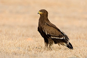 Lesser Spotted Eagle Impressions: Schreeuwarend, Lesser Spotted Eagle, Aquila pomarina