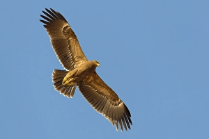 Lesser Spotted Eagle Impressions: Schreeuwarend, Lesser Spotted Eagle, Aquila pomarina