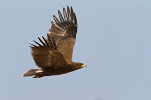 Lesser Spotted Eagle Impressions: Schreeuwarend, Lesser Spotted Eagle, Aquila pomarina