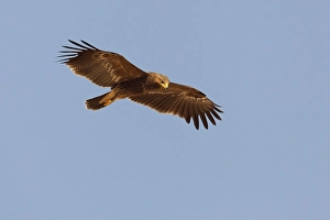 Lesser Spotted Eagle Impressions: Schreeuwarend, Lesser Spotted Eagle, Aquila pomarina