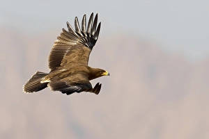 Lesser Spotted Eagle Impressions: Schreeuwarend, Lesser Spotted Eagle, Aquila pomarina