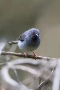Perched Bird Impressions: Sharpe's Apalis, Apalis sharpii