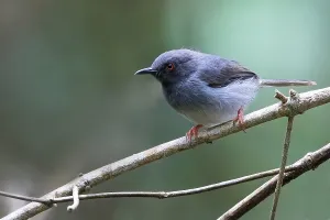 African Wildlife Photo Impressions: Sharpe's Apalis, Apalis sharpii