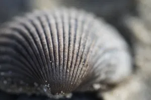 European Seashells Impressions: Empty shell of a Common Cockle