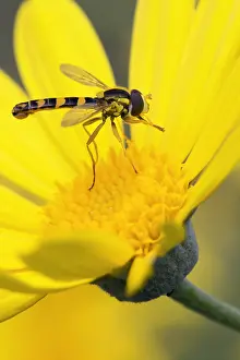 Europe Wildlife Impressions: Sphaerophoria scripta