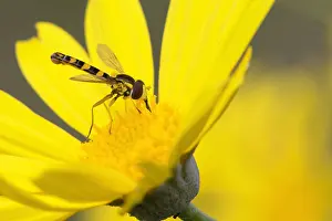 Yellow Flower Macro Photography Impressions: Sphaerophoria scripta