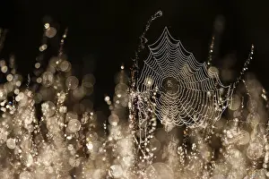 Backlit Spider Web Impressions: Spider web in backlight