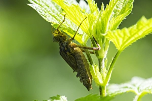 European Dragonfly Impressions: Two spotted Dragonfly, Epitheca bimaculata