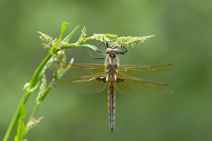 European Dragonfly Impressions: Two spotted Dragonfly, Epitheca bimaculata