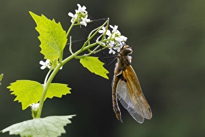 European Dragonfly Impressions: Two spotted Dragonfly, Epitheca bimaculata