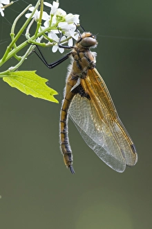 European Dragonfly Impressions: Two spotted Dragonfly, Epitheca bimaculata