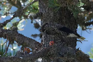 Spotted Nutcracker Impressions: Spotted Nutcracker or Eurasian Nutcracker, Nucifraga caryocatactes ssp. caryocatactes