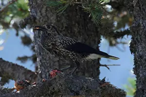 Spotted Nutcracker Impressions: Spotted Nutcracker or Eurasian Nutcracker, Nucifraga caryocatactes ssp. caryocatactes
