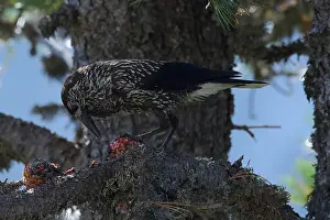Spotted Nutcracker Impressions: Spotted Nutcracker or Eurasian Nutcracker, Nucifraga caryocatactes ssp. caryocatactes