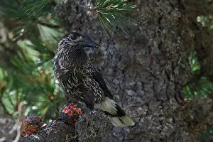 Forest Wildlife Germany Impressions: Spotted Nutcracker or Eurasian Nutcracker, Nucifraga caryocatactes ssp. caryocatactes