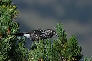Spotted Nutcracker Impressions: Spotted Nutcracker or Eurasian Nutcracker, Nucifraga caryocatactes ssp. caryocatactes