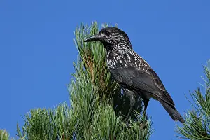 Spotted Nutcracker Impressions: Spotted Nutcracker or Eurasian Nutcracker, Nucifraga caryocatactes ssp. caryocatactes