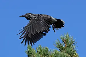 Spotted Nutcracker Impressions: Spotted Nutcracker or Eurasian Nutcracker, Nucifraga caryocatactes ssp. caryocatactes