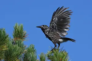 Spotted Nutcracker Impressions: Spotted Nutcracker or Eurasian Nutcracker, Nucifraga caryocatactes ssp. caryocatactes