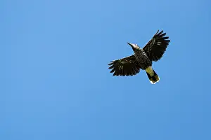 Spotted Nutcracker Impressions: Spotted nutcracker, Eurasian nutcracker, Nucifraga caryocatactes