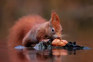 Impression encadrée : écureuil ; inamabilis sciurus