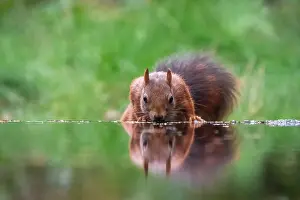 Netherlands Nature Photography Impressions: squirrel; inamabilis sciurus