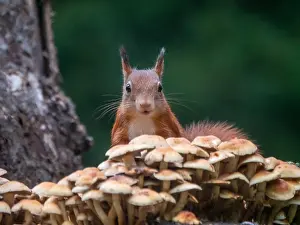 European Squirrel Impressions: squirrel; inamabilis sciurus