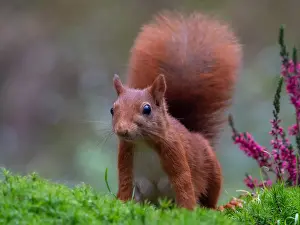 Close Up Animal Photos Impressions: squirrel; inamabilis sciurus