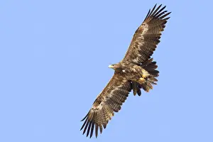 Steppe Eagle Impressions: Steppe Eagle