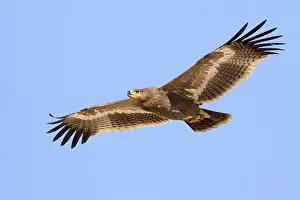 Daytime Bird Photography Impressions: Steppe Eagle