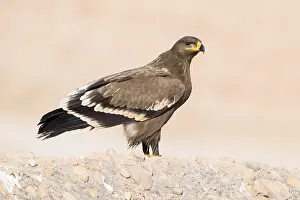 Steppe Eagle Impressions: Steppe Eagle