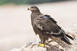 Raptor Bird Species Impressions: Steppe Eagle