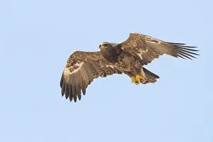 Steppe Eagle Impressions: Steppe Eagle