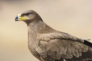 Steppe Eagle Impressions: Steppe Eagle